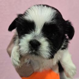 Maddie - Black and white female Shih Tzu puppy in Carthage, Missouri from Cooley's Cuddle Pups