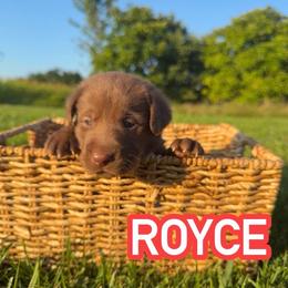 Boy 1 - Chocolate male Labrador Retriever puppy in Lucasville, Ohio from Backwoods Labradors