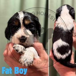 Fat Boy - Black white and tan male English Springer Spaniel puppy in Fond Du Lac, Wisconsin from Clucking Homestead Springers & Dachshunds