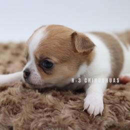 Lylah - Sable spotted white female Chihuahua puppy in Tulsa, Oklahoma from H-3 Chihuahuas