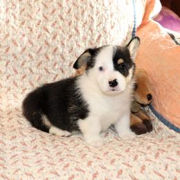 Utah - Black and tan male Pembroke Welsh Corgi puppy in Morton, Mississippi from Crown AB Farms Pembroke Welsh Corgis