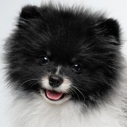 Pomeranian All Grown Up from Melissa Holler