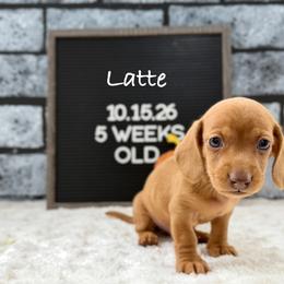 Latte - Red male Dachshund puppy in Goodyear, Arizona from AZ Low Life Doxies