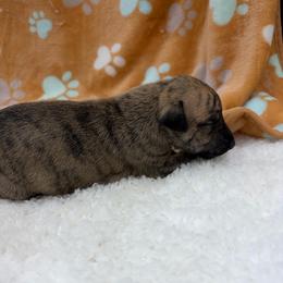 Ophelia - Red brindle female Whippet puppy in West Plains, Missouri from Sycamore Ridge Puppies