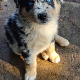 Australian Shepherd Puppies from Southern Boy Blues Aussies