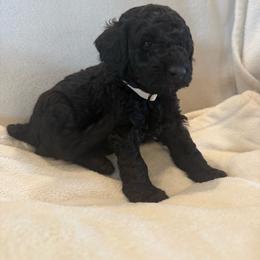 Patsy Cline - Black female Poodle puppy in Eagle Point, Oregon from A Stone’s Throw Miniature Poodles