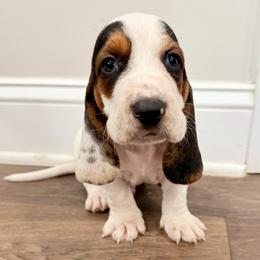 Blue lace ear - Black brown and white male Basset Hound puppy in Douglas, Georgia from Huffer Hounds and Havanese