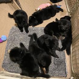German Shepherd Puppies from EshelmanSchwitz German Shepherd Dogs