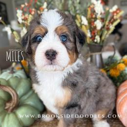 Miles - Blue merle male Bernedoodle puppy in Temecula, California from Brookside Bernedoodles