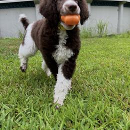 Goldendoodle and Poodle All Grown Up from Stelladoodles & Company