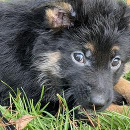 German Shepherds from Riverfarm K-9s
