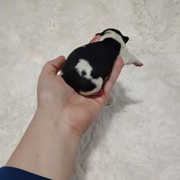 Hopper - Black brindle and white male Boston Terrier puppy in Catawba, North Carolina from Lil Wiggles Boston Terriers