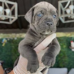 Isabell - Gray female Cane Corso puppy in Las Vegas, Nevada from LV3M Cane Corso