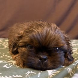 Red boy 2 - Red male Shih Tzu puppy in Sharon, Pennsylvania from Keystone Danes and Shih tzus