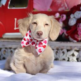 Princeton - Cream male Dachshund puppy in Woodbine, Georgia from Bowdachs Cream Pies