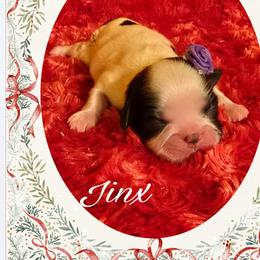 Jinx - Black and white female Shih Tzu puppy in Milan, Tennessee from Gems Shih Tzu