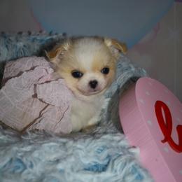 Queenie - Cream and white female Chihuahua puppy in Gloucester, Virginia from Charlotte's Web of Chihuahuas