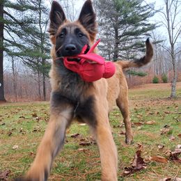 Belgian Tervuren puppies from Chocorua Working Belgians