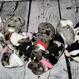 Miniature Australian Shepherd Puppies from B my Sunshines Mini Aussies