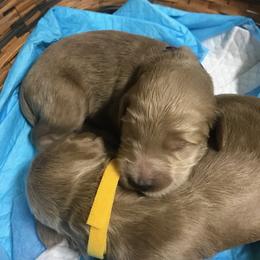 Goldendoodle Puppies from Da Ruba Doodles