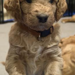 Goldendoodle Puppies from Fenna’s Goldendoodles