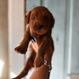 Cotton - Red  female Goldendoodle puppy in Shingle Springs, California from Kindred Oak Goldendoodles