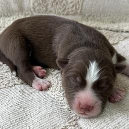 Oli - Red and white male Siberian Husky puppy in Union Grove, Alabama from Southern Siberian Life