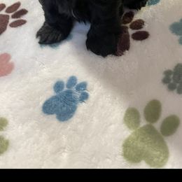 Shih Tzu Puppies from Little Mil’s Shih Tzus