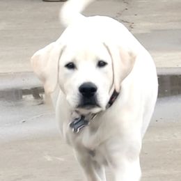 Golden Retrievers and Labrador Retrievers from Stephanie Dellrie