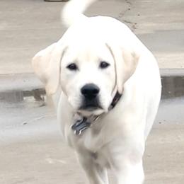 Golden Retrievers and Labrador Retrievers from Stephanie Dellrie