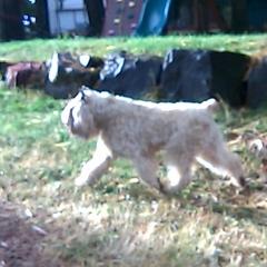 Cooper - Bouvier des Flandres