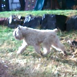 Cooper - Bouvier des Flandres