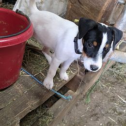Companion Cross, Russell Terrier, and Yorkshire Terrier Puppies from Working W Kennels