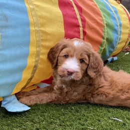 Australian Labradoodle Puppies from Cascade Canyon Labradoodles
