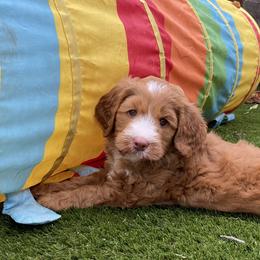 Australian Labradoodle Puppies from Cascade Canyon Labradoodles