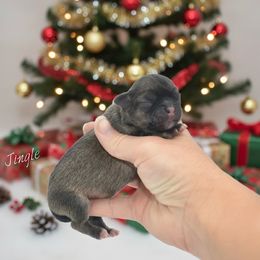 Jingle - Black sabled silver male Chihuahua puppy in Bulls Gap, Tennessee from Smokey Mountain Chihuahuas