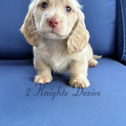 Edward - Cream male Dachshund puppy in New Braunfels, Texas from 2 Knights Doxies