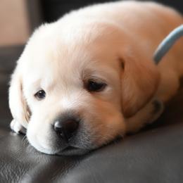 Mr. Light Blue Stormi-Bosley - Yellow male Labrador Retriever puppy in Pasco, Washington from ROCK CREEK LABRADORS