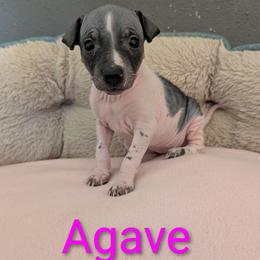 Agave - White and black female American Hairless Terrier puppy in Phoenix, Arizona from Bare Valley