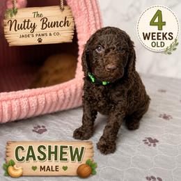 Cashew - Chocolate male Goldendoodle puppy in Miami, Florida from Jade’s Paws & Co. Of Miami LLC