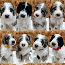 Aussiedoodle Puppies from Southwest Florida Doodles
