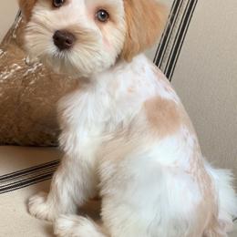 Girl 3 - Parti female Miniature Schnauzer puppy in Mc Allen, Texas from True Love Schnauzers