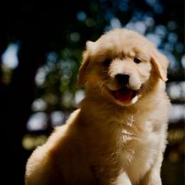 Miss River - Golden female Golden Retriever puppy in Mc Arthur, California from California Golden Love