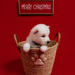 Prodigy - White male Siberian Husky puppy in Miami, Florida from Blue Moon Huskies