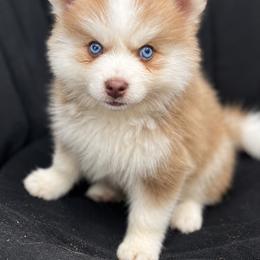 Ron - Red and white male Pomsky puppy in Winston, Oregon from Arctic Tails Spitz