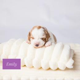Emily - White female Cavapoo puppy in Eagle Mtn, Utah from North Ranch Doodles