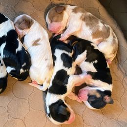 Reese's - Blenheim male Cavalier King Charles Spaniel puppy in Corona, California from Kelton Cavaliers