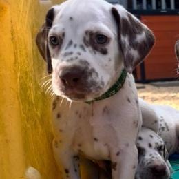 Sage(LUA) - White and liver brown male Dalmatian puppy in Wilson, North Carolina from New Horizonz Dalmatians