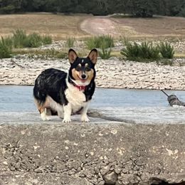 Katana - Pembroke Welsh Corgi