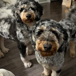 Assorted Doodle Crosses, Australian Labradoodle, Bernedoodle, Goldendoodle, and Labradoodle All Grown Up from Erica’s Doodles